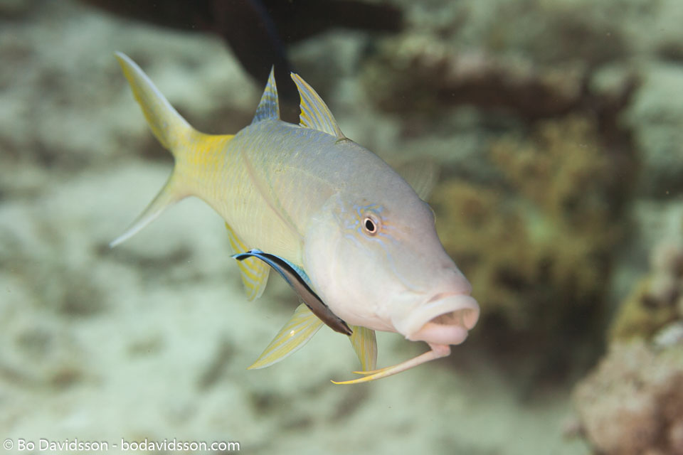BD-150223-Sharm-6505-Parupeneus-cyclostomus-(Lacepède.-1801)-[Gold-saddle-goatfish].jpg